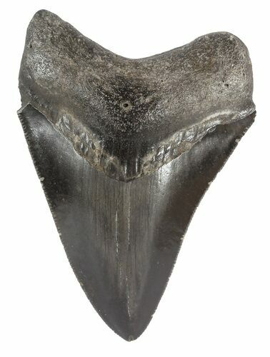 Serrated Megalodon Tooth - Georgia #54855